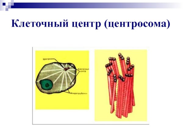 Клеточный центр в развивающейся половой клетке Саламандры
