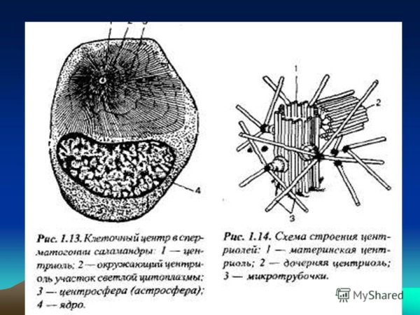 Строение клетки клеточный центр