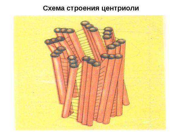 Клеточный центр строение и функции