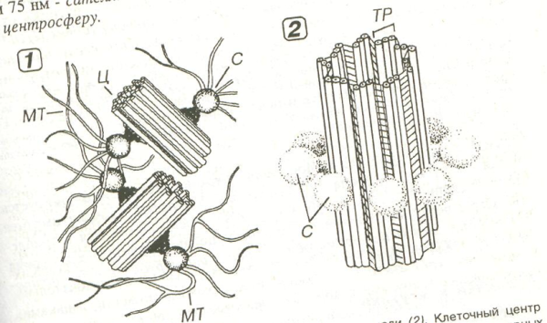 Строение центриоли клетки