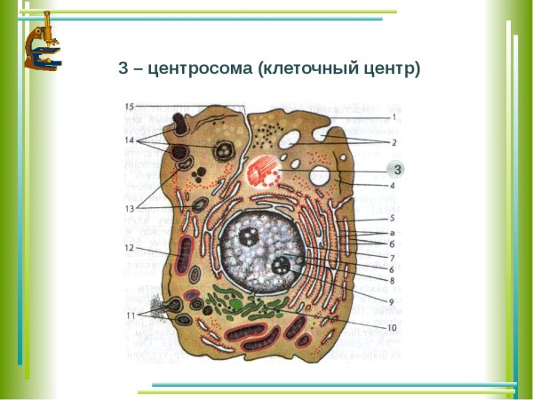 Органоиды клетки клеточный центр