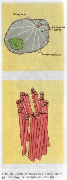 Центриоли клеточного центра