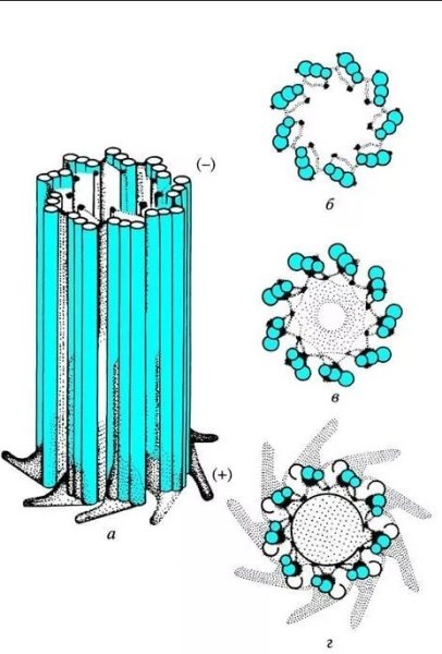 Клеточный центр микротрубочки