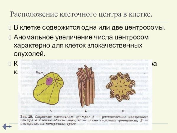 Клеточный центр это в биологии