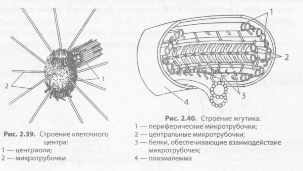 Центриоли клеточного центра