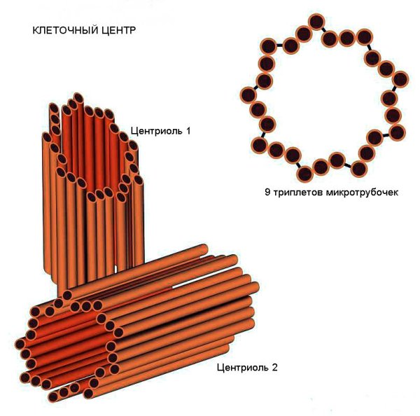 Структура центросомы в интерфазной клетке