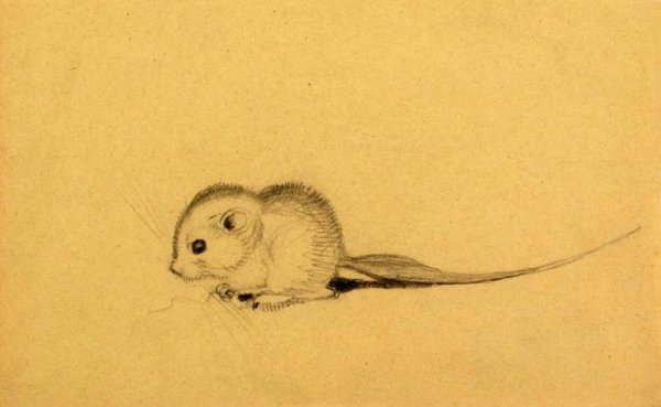 Тушканчик рисунок карандашом для детей