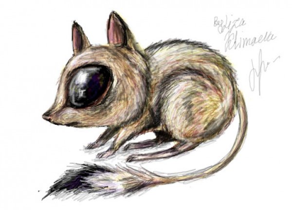 Тушканчик прыгун