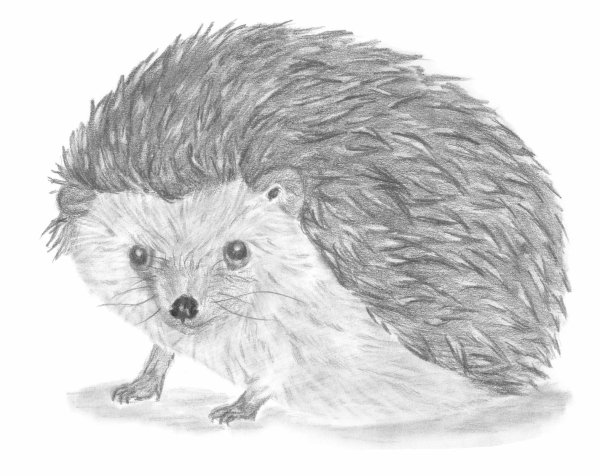 Еж рисунок карандашом