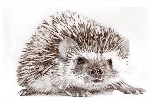 Еж карандашом