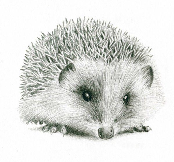 Рисование для детей