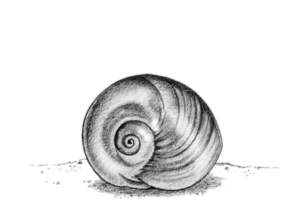 Моллюск карандашом