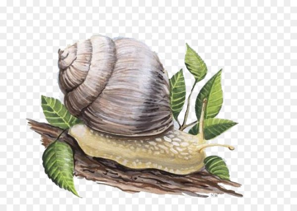 Улитки виноградные иллюстрации
