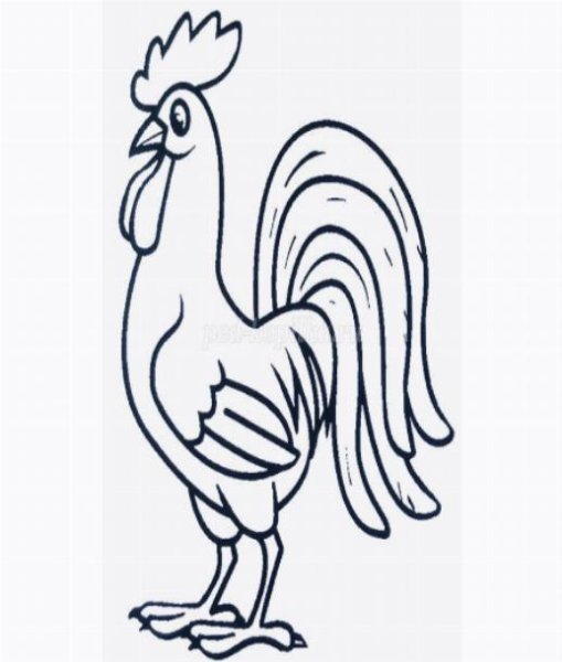 Контурное изображение петуха