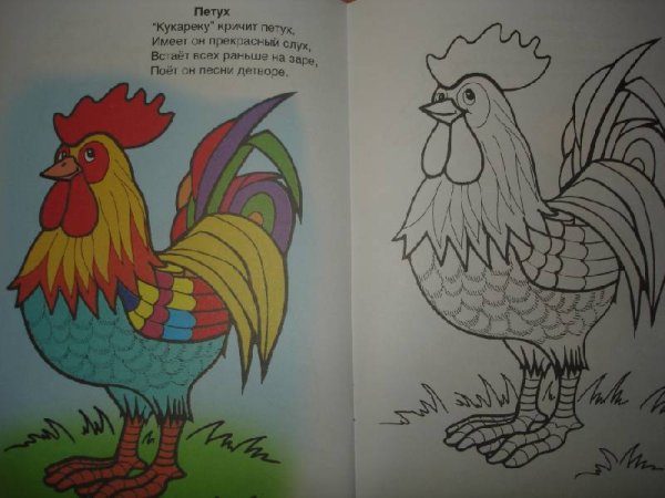 Петух раскраска