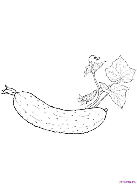 Огурец раскраска