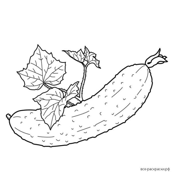 Огурец растение раскраска