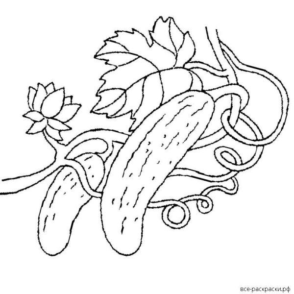 Раскраски по рассказу Носова огурцы