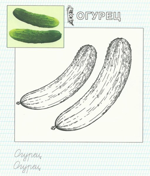 Огурец контурное изображение