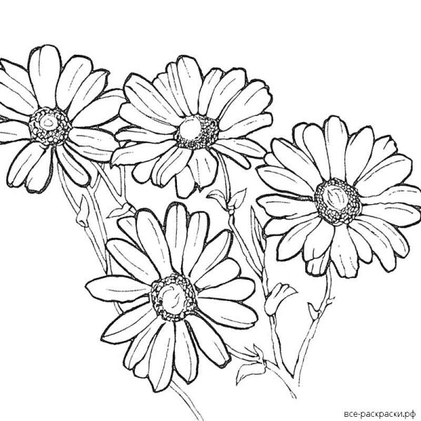 Ромашки пастелью