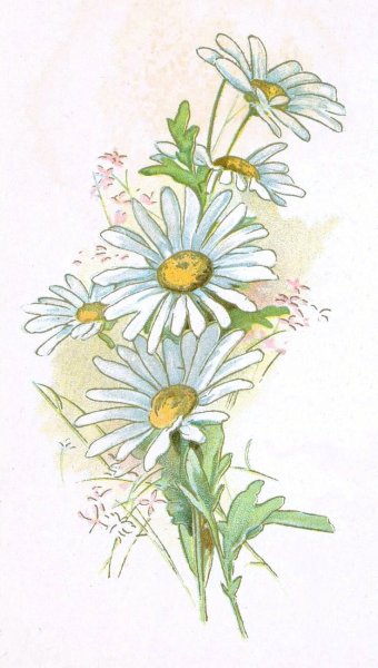 Ромашка рисунок карандашом