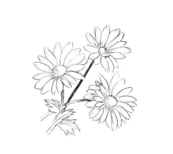 Букет ромашек контур