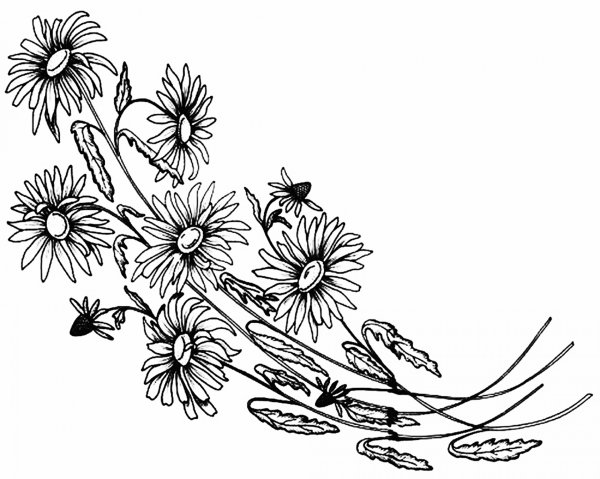 Ромашка карандашом