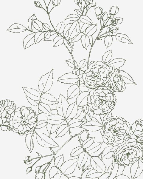 Куст розы раскраска