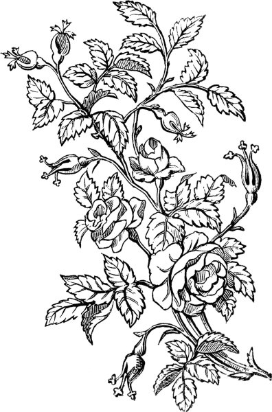 Куст розы карандашом