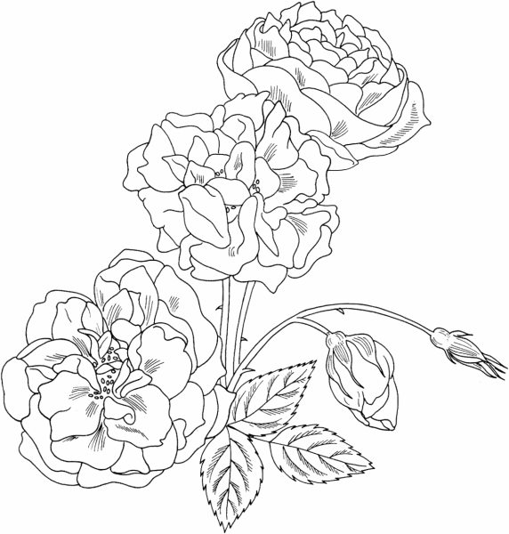 Детские раскраски розы