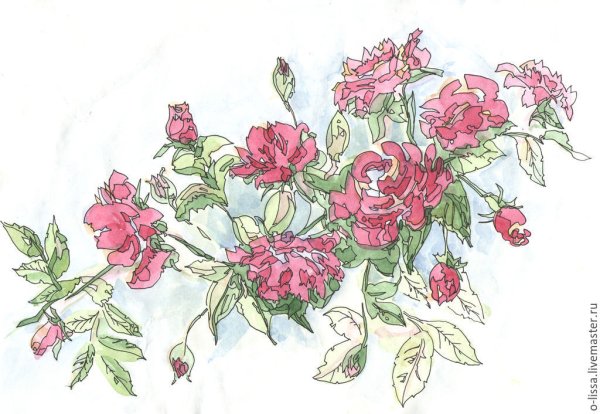 Роза кустарник Нарисовая