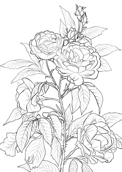 Стилизованные цветы шиповника