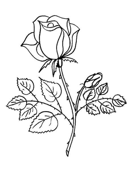 Кустовые розы карандашом