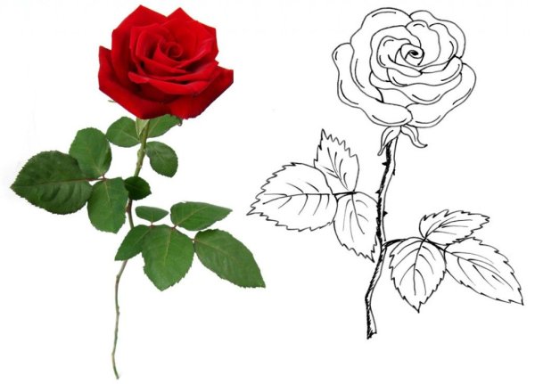 Букет для выжигания