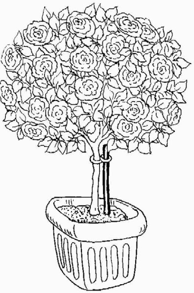 Кустовая роза раскраска