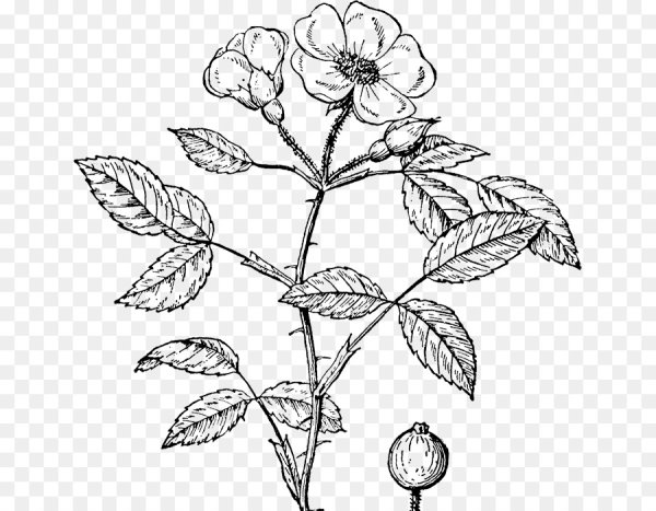 Рисунок карандашом цветы для начинающих роза