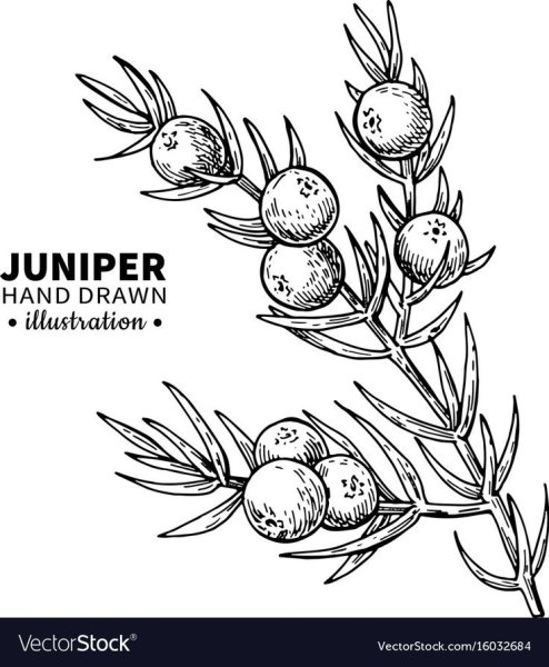Можжевельник карандашом
