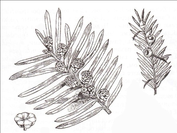 Тис расположение хвоинок