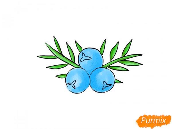 Можжевеловые ягоды рисунок