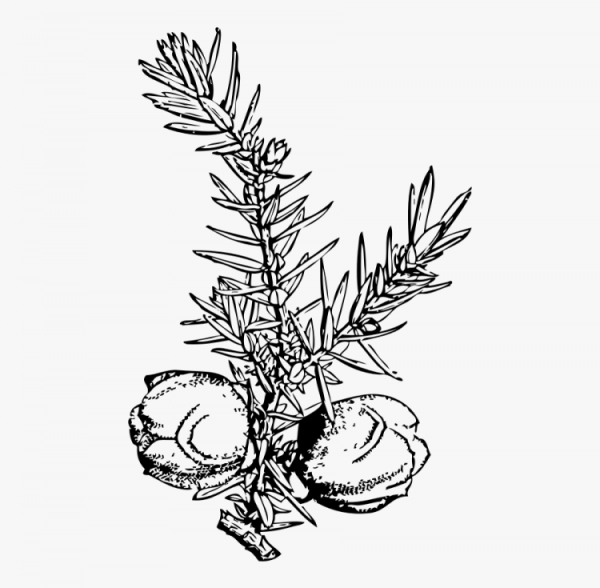 Можжевельник раскраска для детей