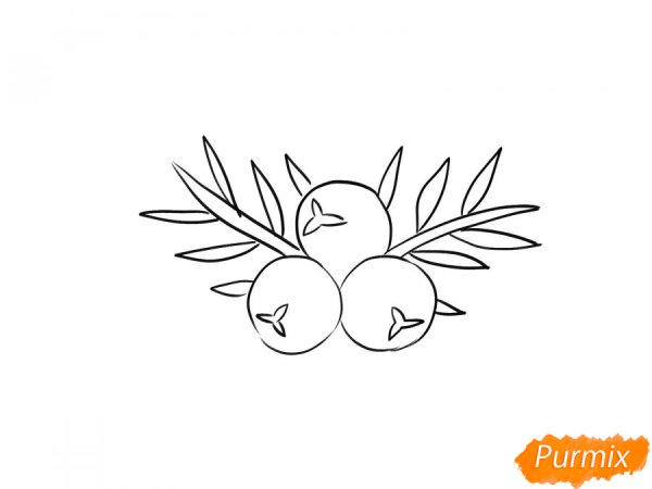 Можжевельник рисунок пошагово