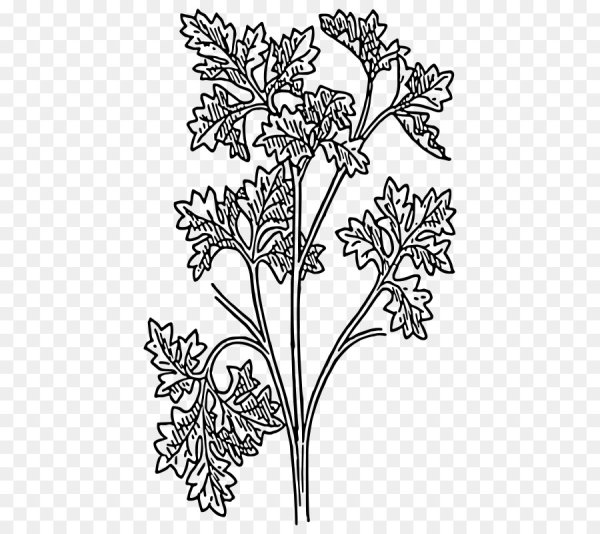 Пучок петрушки рисунок