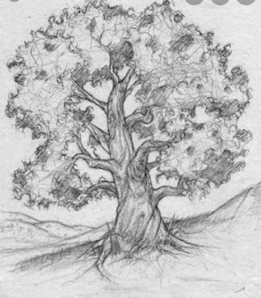 Лиственное дерево карандашом