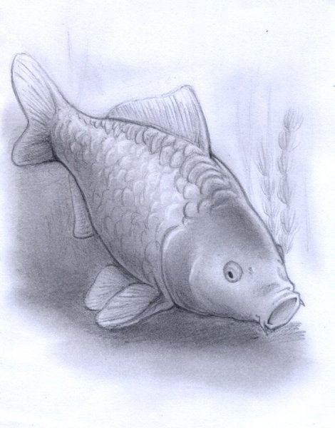 Рисование карпа