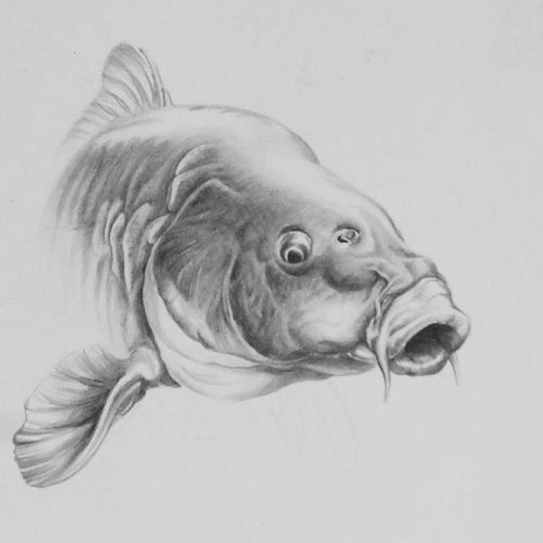 Карп рисунок