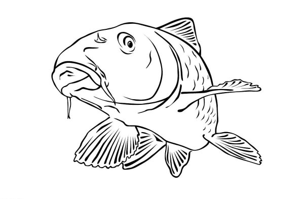 Рыба рисунок