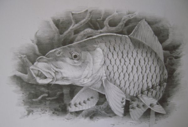 Рисунки рыбы ихтиология