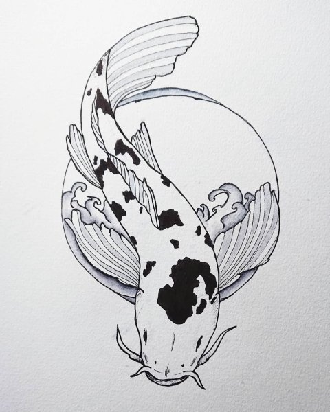 Карп раскраска