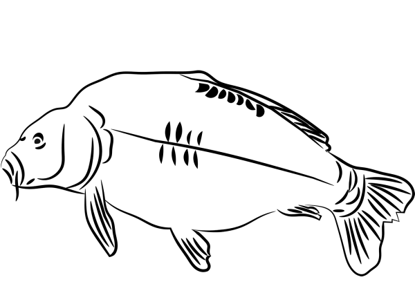 Карп кои тату эскиз