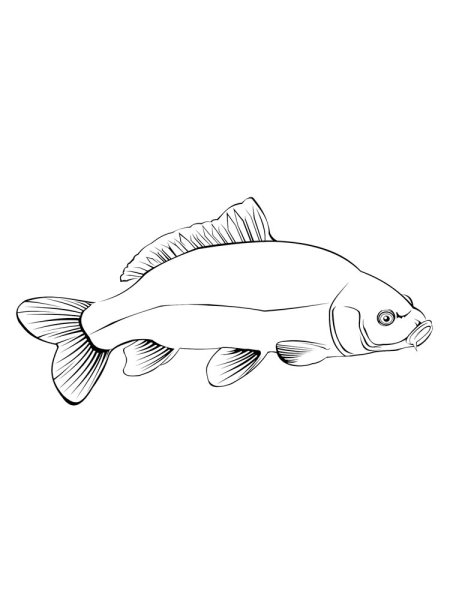 Японские рыбки раскраска